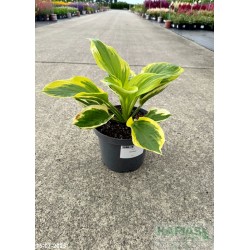 Hosta 'Glad Rags'