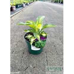 Hosta 'Golden Meadows'