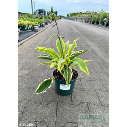 Hosta 'Lipstick Blush'