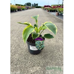 Hosta 'Orion's Belt'