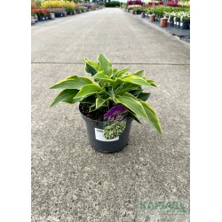 Hosta 'Wide Brim'