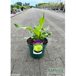 Hosta 'Zebra Stripes'