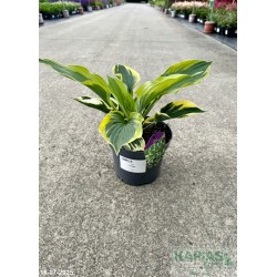 Hosta 'Twilight'
