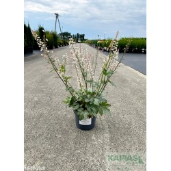 Heucherella x WHITE REVOLUTION