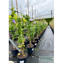 Wisteria frutescens 'Longwood Purple'