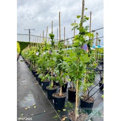 Wisteria sinensis 'Prolific'