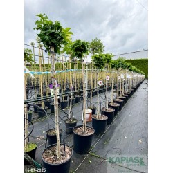 Hibiscus syriacus 'Red Heart'