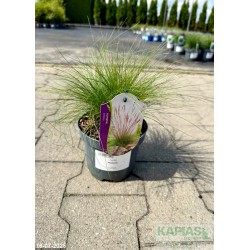 Festuca 'Walberla'