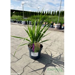 Molinia caerulea 'Black Arrows'