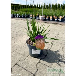 Molinia caerulea 'Poul Petersen'