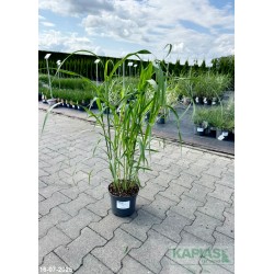 Miscanthus sinensis 'JP 1'