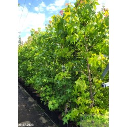 Liquidambar styraciflua