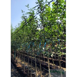 Sorbus intermedia