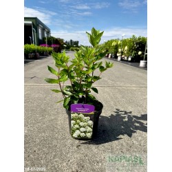 Hydrangea paniculata 'Bombshell' PBR