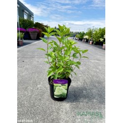 Hydrangea paniculata 'Limelight' PBR