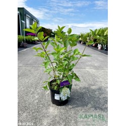 Hydrangea paniculata 'Polar Bear' PBR