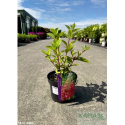 Hydrangea paniculata 'Wim's Red' PBR
