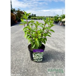Hydrangea paniculata BOBO 'Ilvobo' PBR