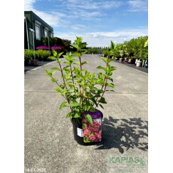 Hydrangea paniculata DIAMANT ROUGE 'Rendia' PBR