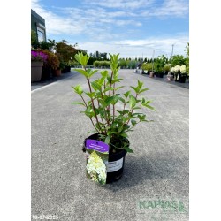 Hydrangea paniculata DIAMANTINO 'Ren101' PBR