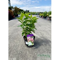 Hydrangea paniculata MAGICAL CANDLE'Bokraflame'PBR