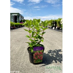 Hydrangea paniculata MAGICAL FIRE 'Bokraplume' PBR