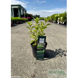 Hydrangea paniculata MAGICAL LIME SPARKLE