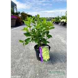 Hydrangea paniculata MOJITO 'GRHP10' PBR
