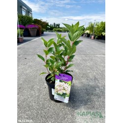 Hydrangea paniculata POLESTAR 'Breg14' PBR