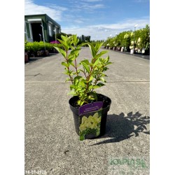Hydrangea paniculata SKYFALL 'Frenne' PBR