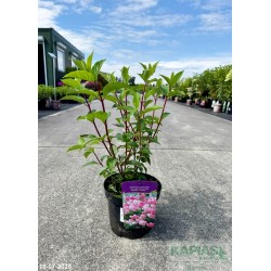 Hydrangea paniculata VANILLE-FRAISE 'Renhy' PBR
