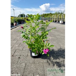 Rosa PASSION 'Rokoko'