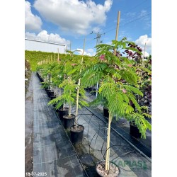 Albizia julibrissin OMBRELLA 'Boubri'