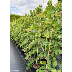 Cercis canadensis 'Cascading Hearts'