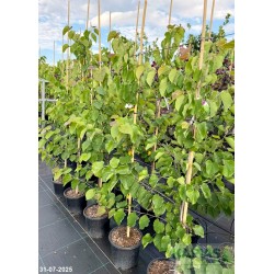Cercis canadensis 'Pink Pom Poms'