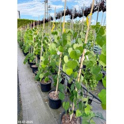 Cercis canadensis LAVENDER TWIST 'Covey'