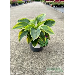 Hosta 'Tokudama Flavocircinalis'