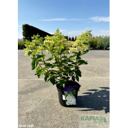 Hydrangea paniculata 'Grandiflora'