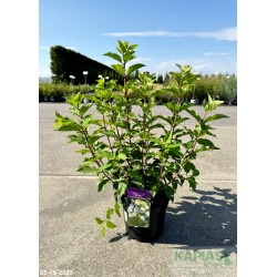 Hydrangea paniculata 'Polar Bear' PBR