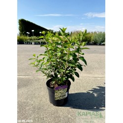 Hydrangea paniculata BOBO 'Ilvobo' PBR