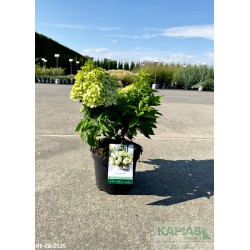 Hydrangea paniculata LITTLE SPOOKY 'GRHP08' PBR