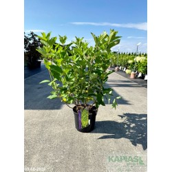 Hydrangea paniculata MOJITO 'GRHP10' PBR