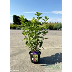 Hydrangea paniculata PIXIO 'GRHP11'