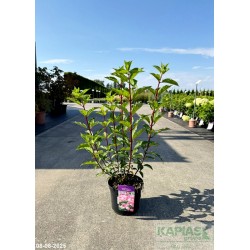 Hydrangea paniculata VANILLE-FRAISE 'Renhy' PBR