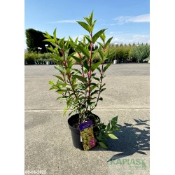 Hydrangea paniculata PETITE FLORI 'Coussine' PBR
