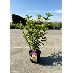 Hydrangea paniculata SUNDAE FRAISE 'Rensun' PBR