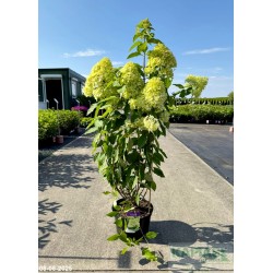 Hydrangea paniculata 'Limelight' PBR