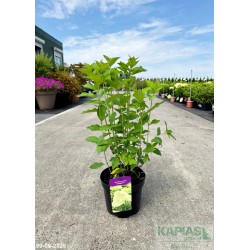 Hydrangea paniculata 'Limelight' PBR