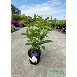 Hydrangea paniculata 'Phantom'