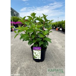 Hydrangea paniculata 'Silver Dollar'